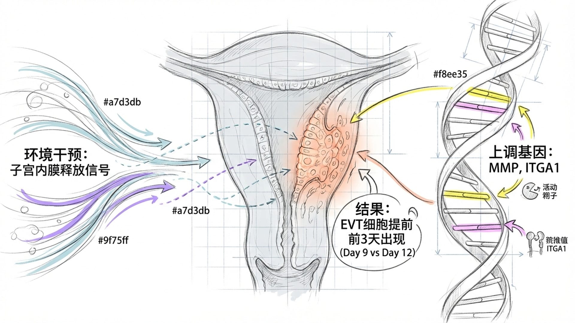 分子信号加速流动的动画效果，绒毛外滋养层细胞（EVT）被点亮的瞬间，DNA链条上特定基因的激活。