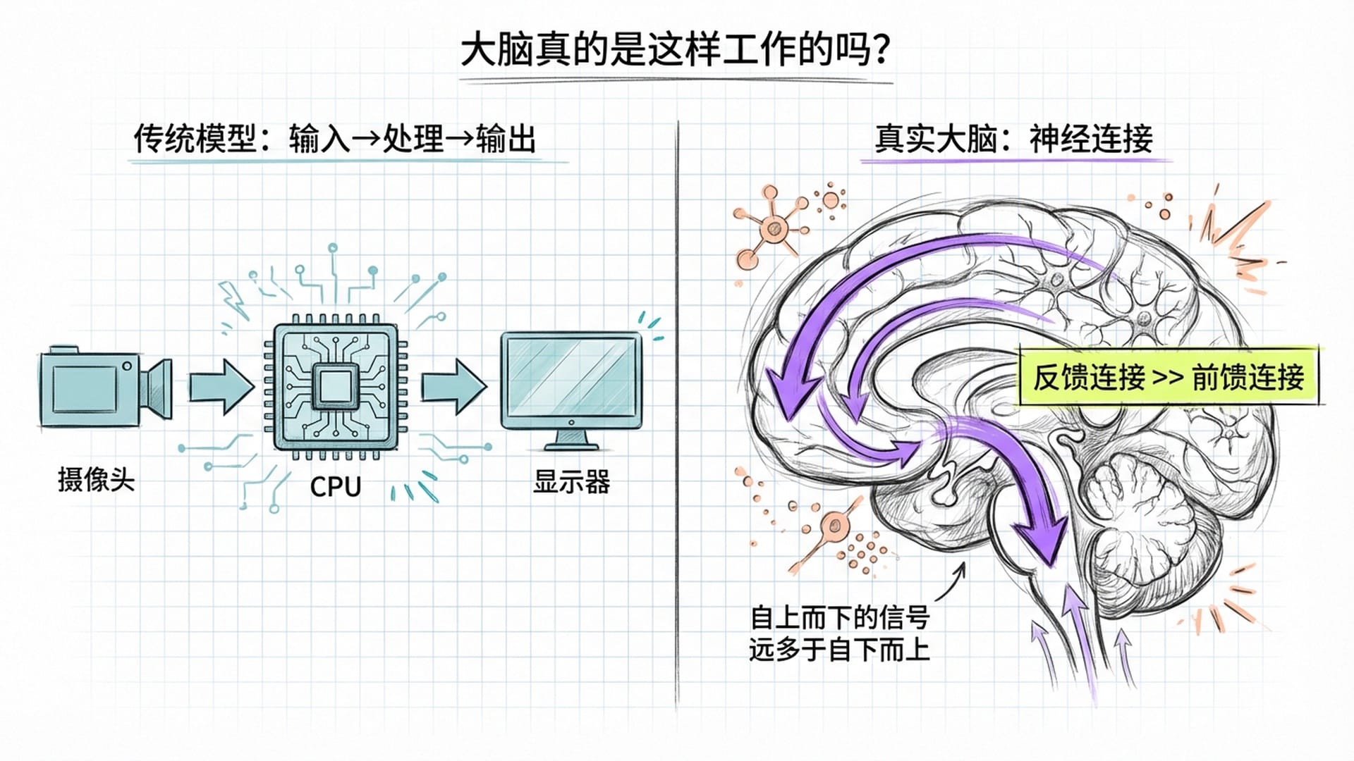 大脑反馈连接远多于前馈连接