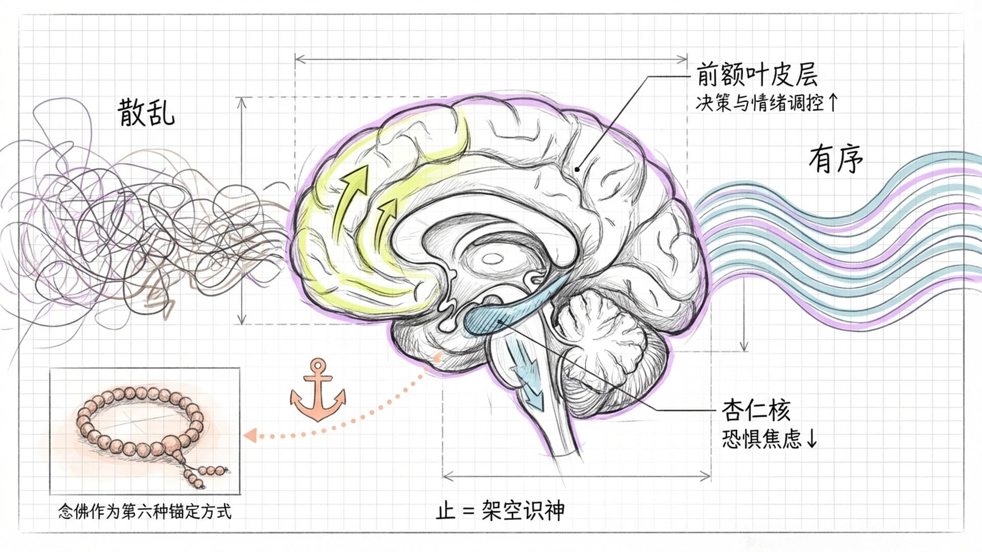 大脑神经网络与注意力锚定