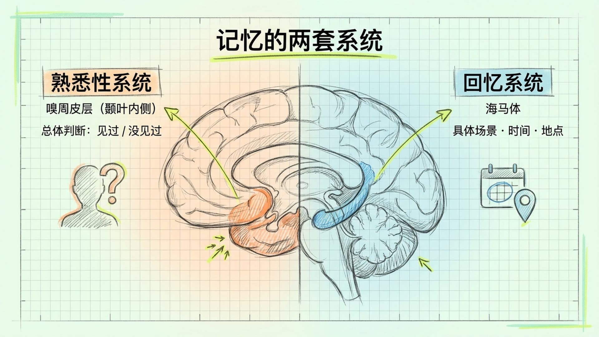 大脑解剖图，颞叶与海马体高亮标注