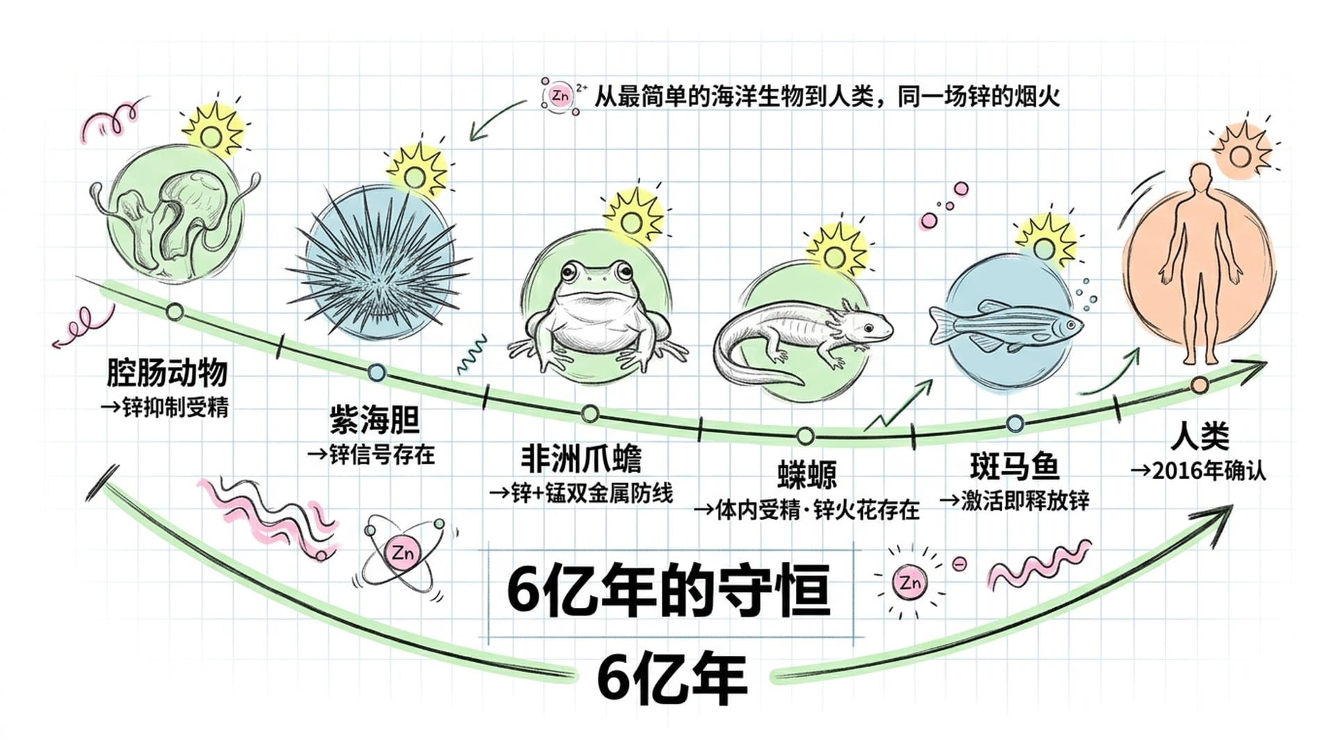 跨物种进化树：从腔肠动物到人类的锌火花保守性