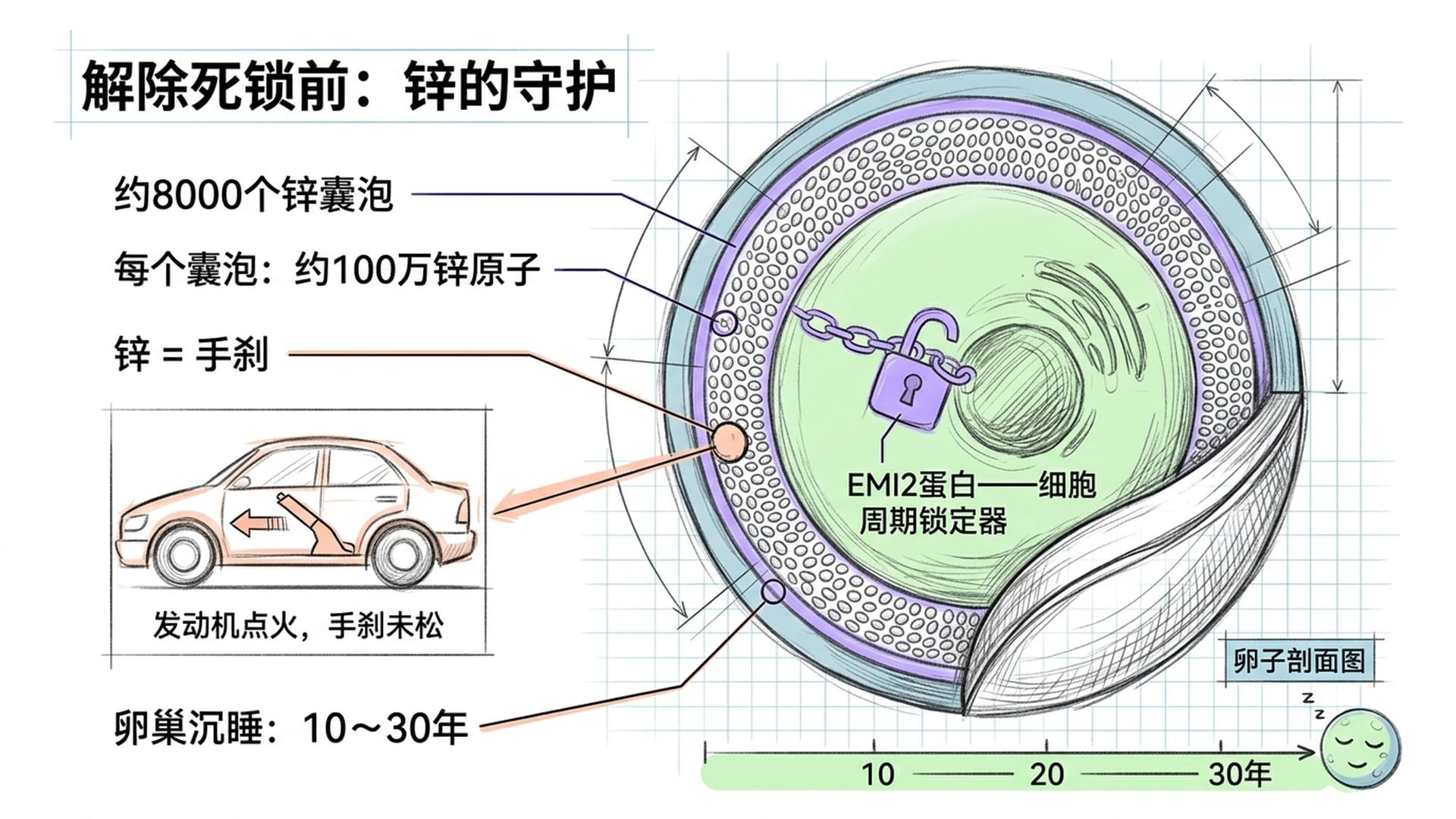 卵子内部锌囊泡剖面图，约8000个囊泡排列于卵子表层