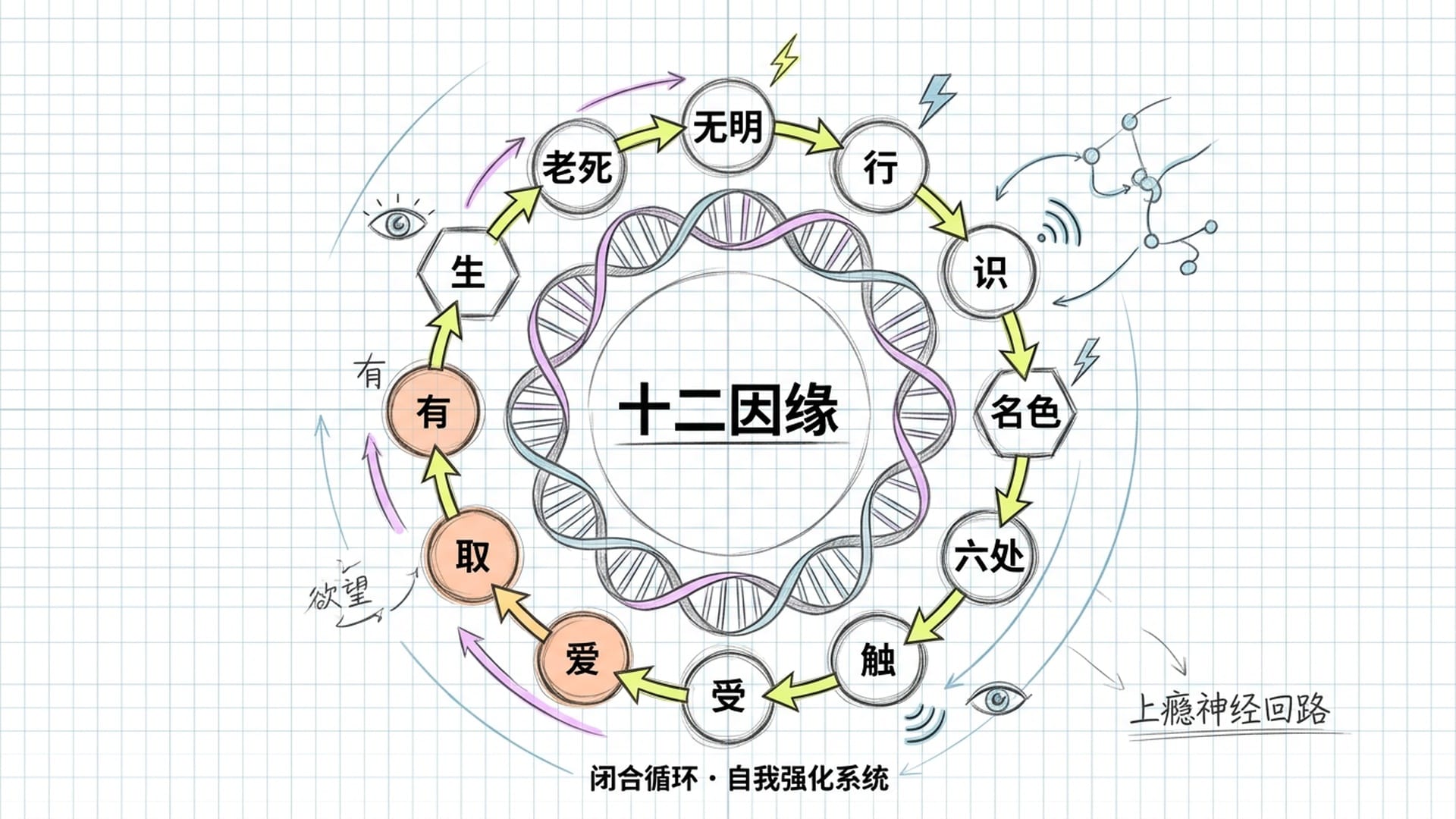 十二因缘循环链条图