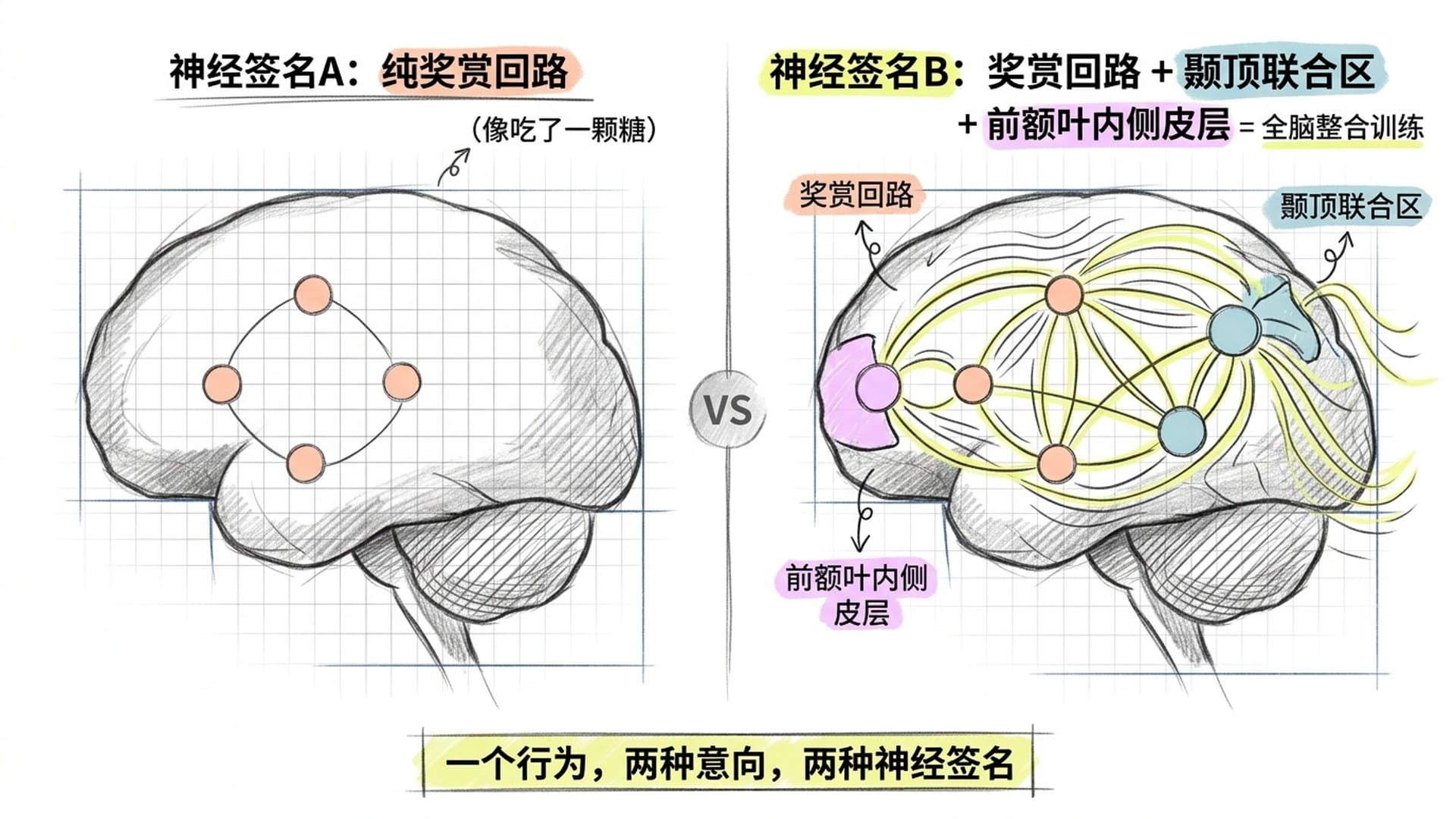 两套神经回路的对比:纯奖赏 vs 全脑协同