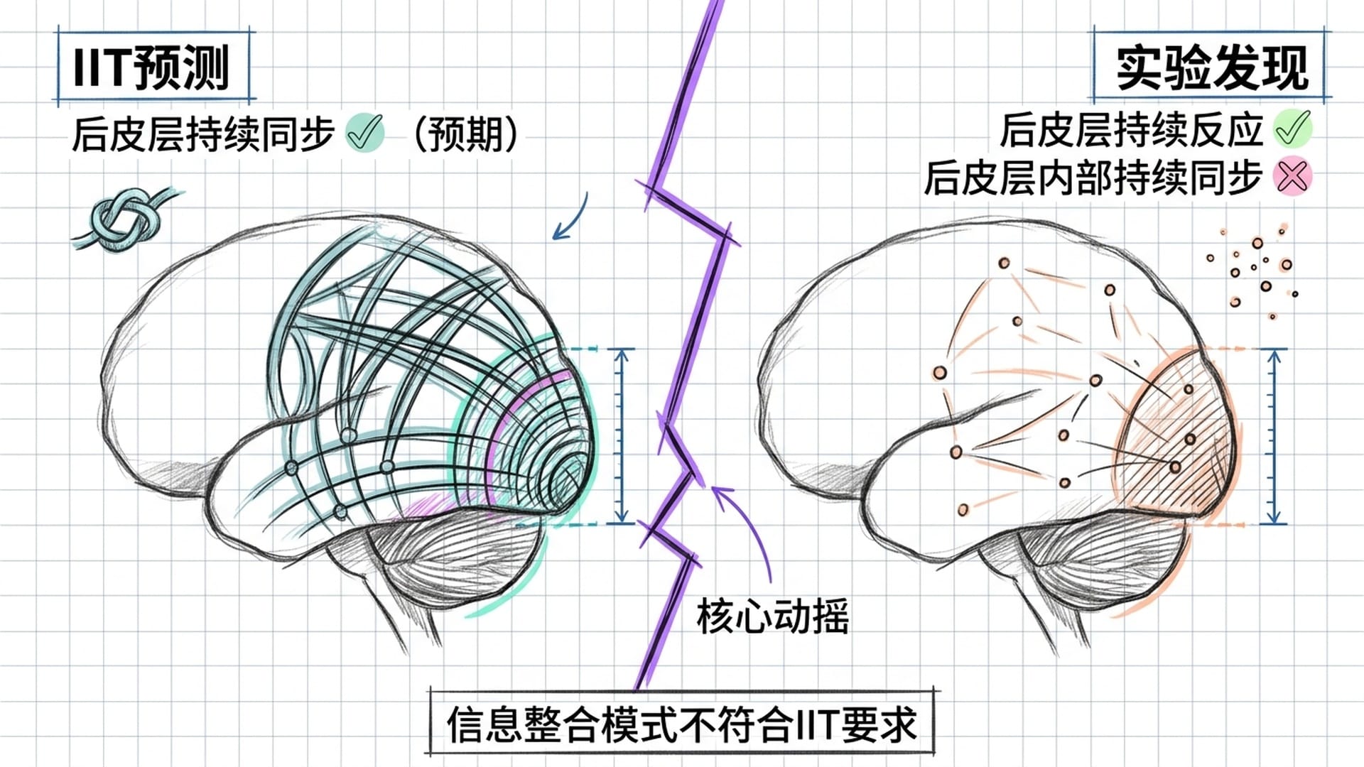 IIT预测的后皮层持续同步未出现——核心主张被实验动摇