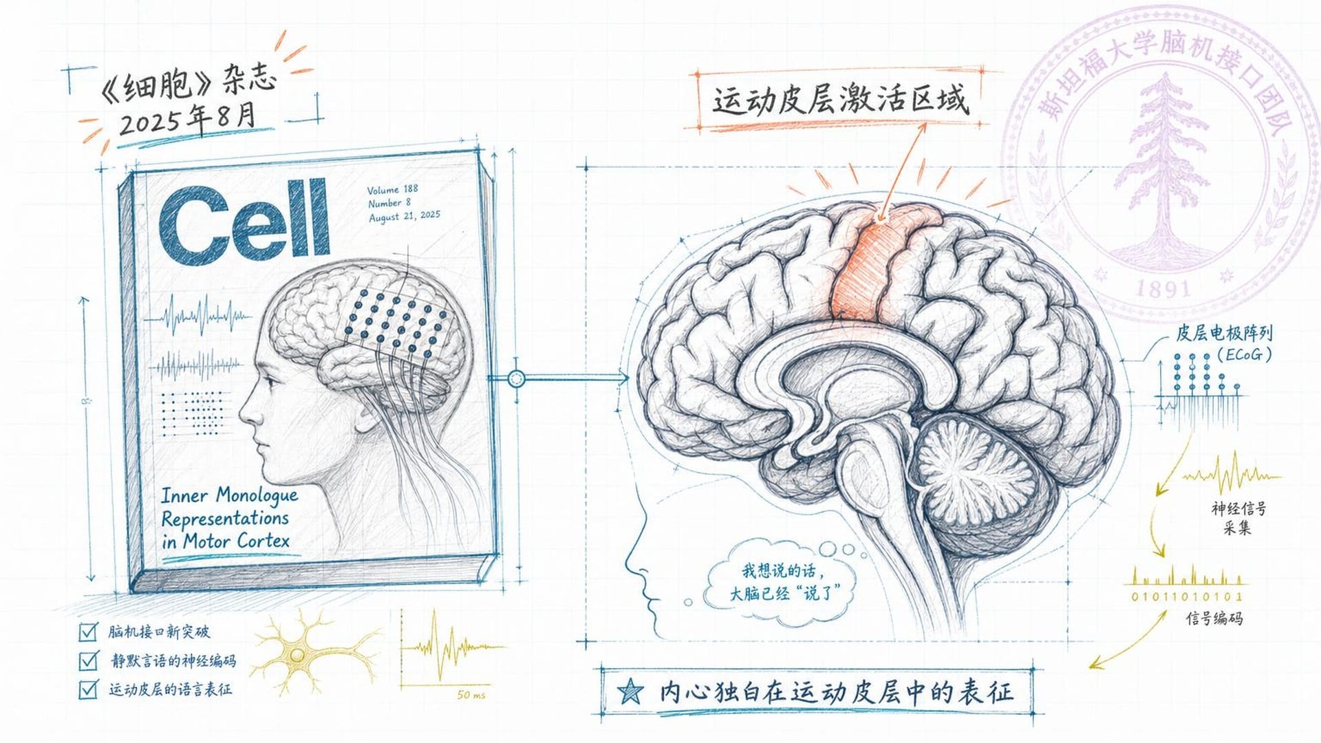 运动皮层激活区域图