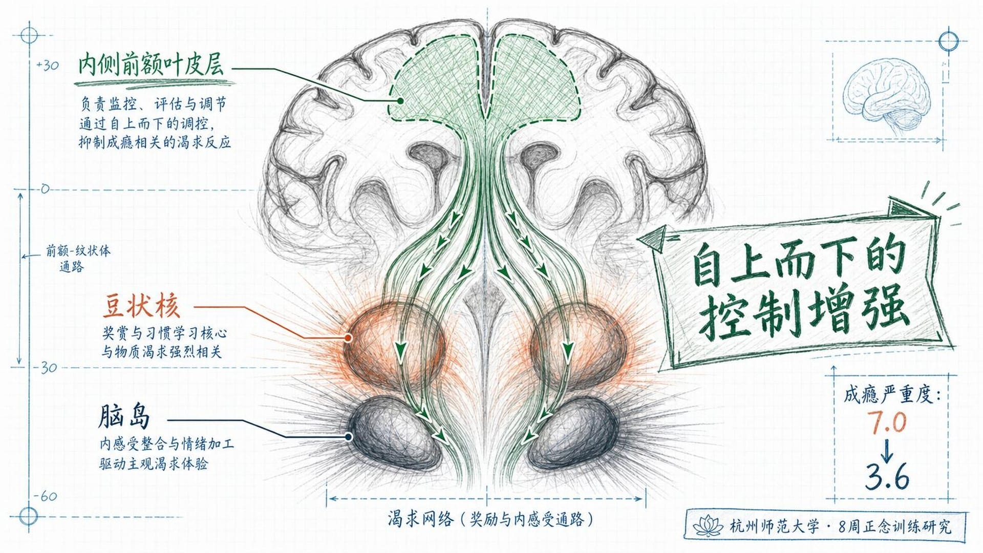 正念训练对大脑渴望回路的影响